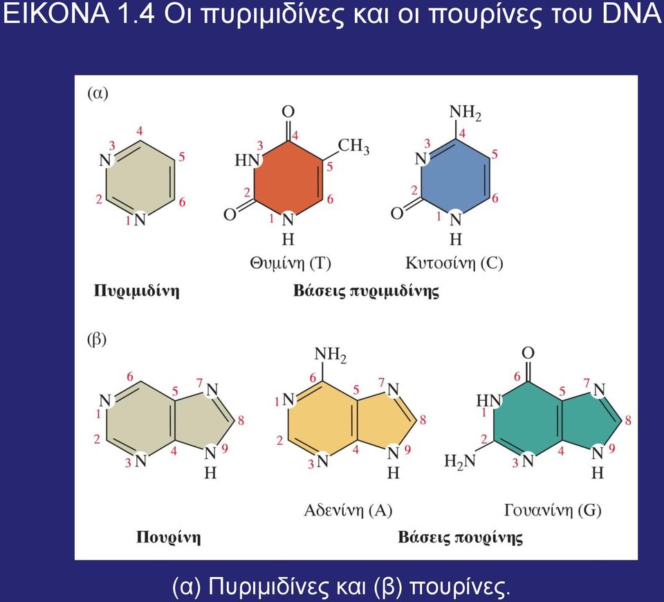 οι πουρίνες του DNA