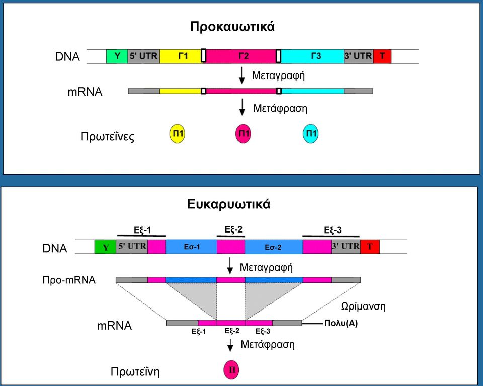 Προ-mRNA Εσ-1 Εσ-2 Μεταγραφή Ωρίμανση