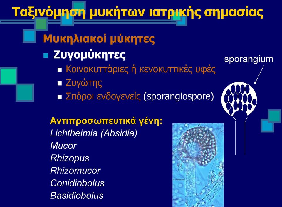 ενδογενείς (sporangiospore) sporangium Αντιπροσωπευτικά γένη: