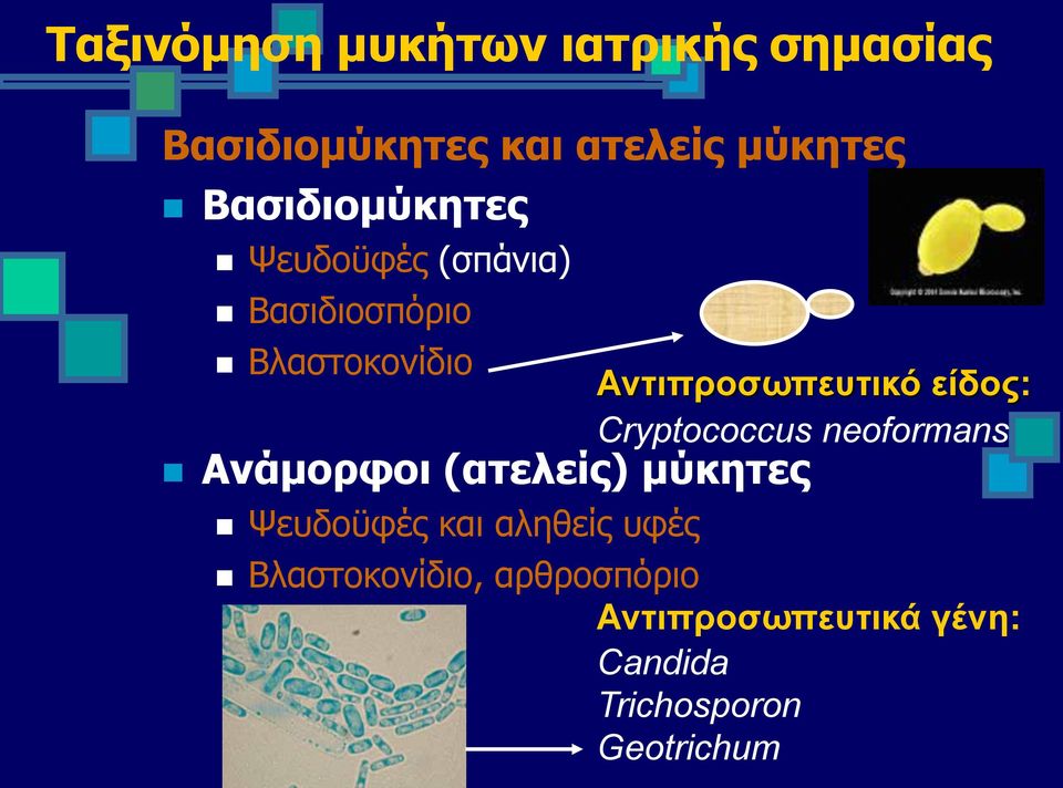 (ατελείς) μύκητες Ψευδοϋφές και αληθείς υφές Αντιπροσωπευτικό είδος: