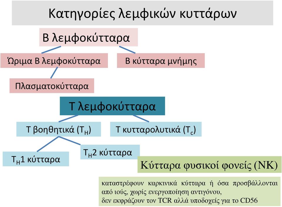 Τ H 2 κύτταρα Κύτταρα φυσικοί φονείς (NK) καταστρέφουν καρκινικά κύτταρα ή όσα