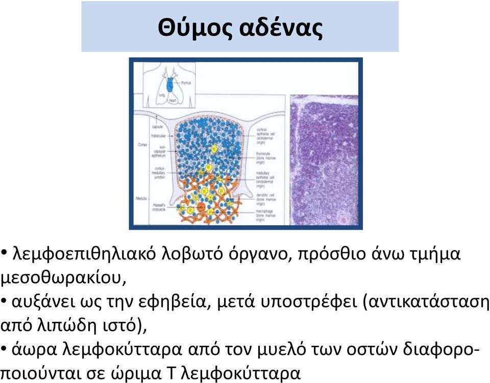 υποστρέφει (αντικατάσταση από λιπώδη ιστό), άωρα