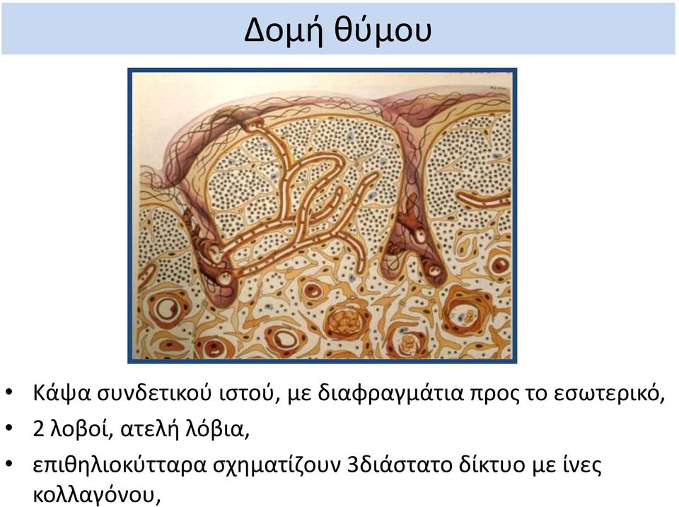 λοβοί, ατελή λόβια, επιθηλιοκύτταρα