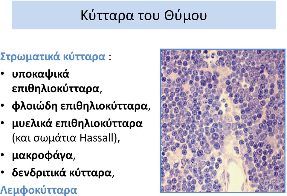 επιθηλιοκύτταρα, μυελικά επιθηλιοκύτταρα (και