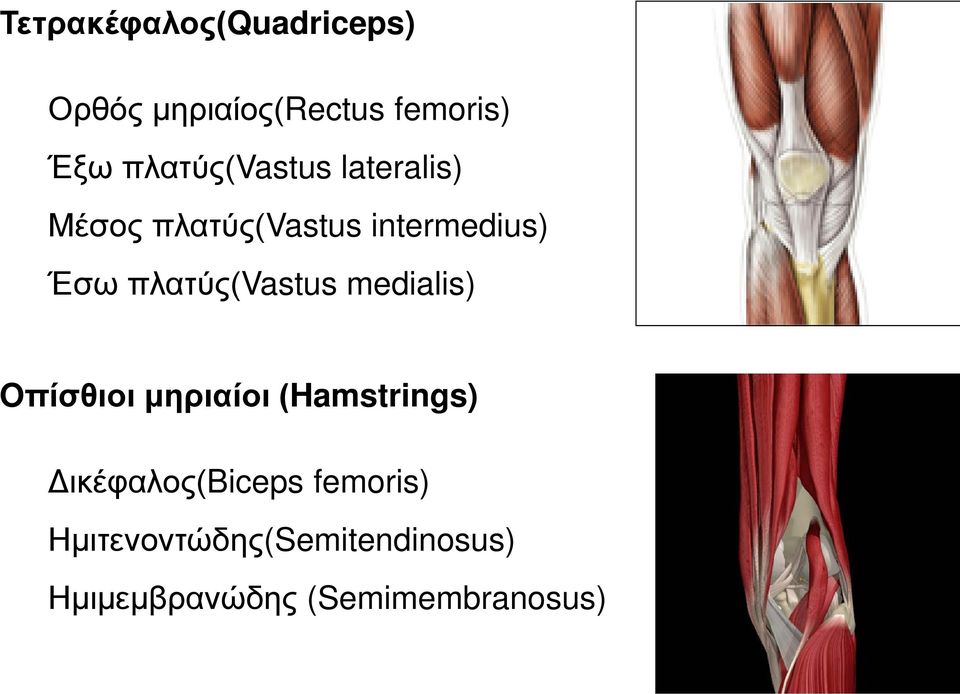 πλατύς(vastus medialis) Oπίσθιοι μηριαίοι (Hamstrings)