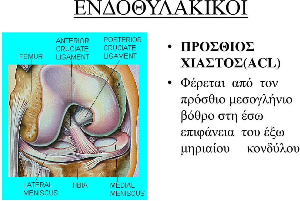 πρόσθιο μεσογλήνιο βόθρο στη