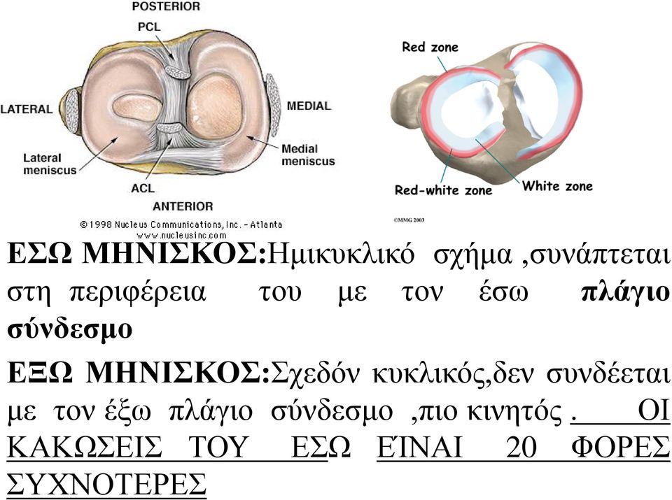 ΜΗΝΙΣΚΟΣ:Σχεδόν κυκλικός,δεν συνδέεται με τον έξω πλάγιο