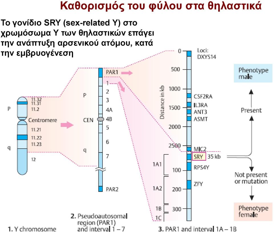 χρωμόσωμα Υ των θηλαστικών επάγει την