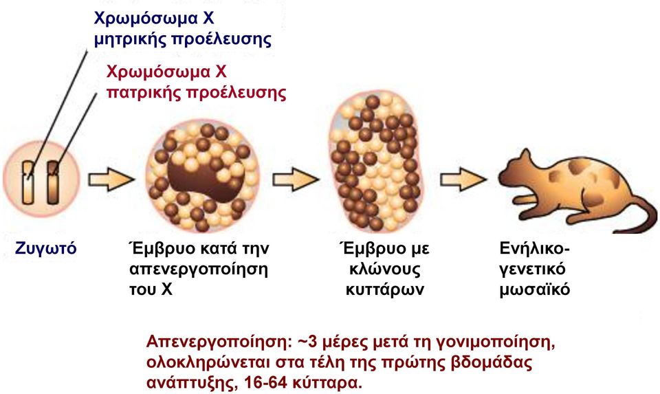 κυττάρων Ενήλικογενετικό μωσαϊκό Απενεργοποίηση: ~3 μέρες μετά τη