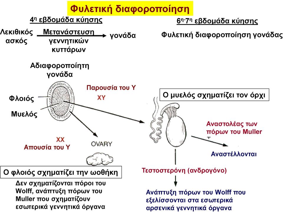 Αναστολέας των πόρων του Muller Αναστέλλονται Ο φλοιός σχηματίζει την ωοθήκη Δεν σχηματίζονται πόροι του Wolff, ανάπτυξη πόρων του