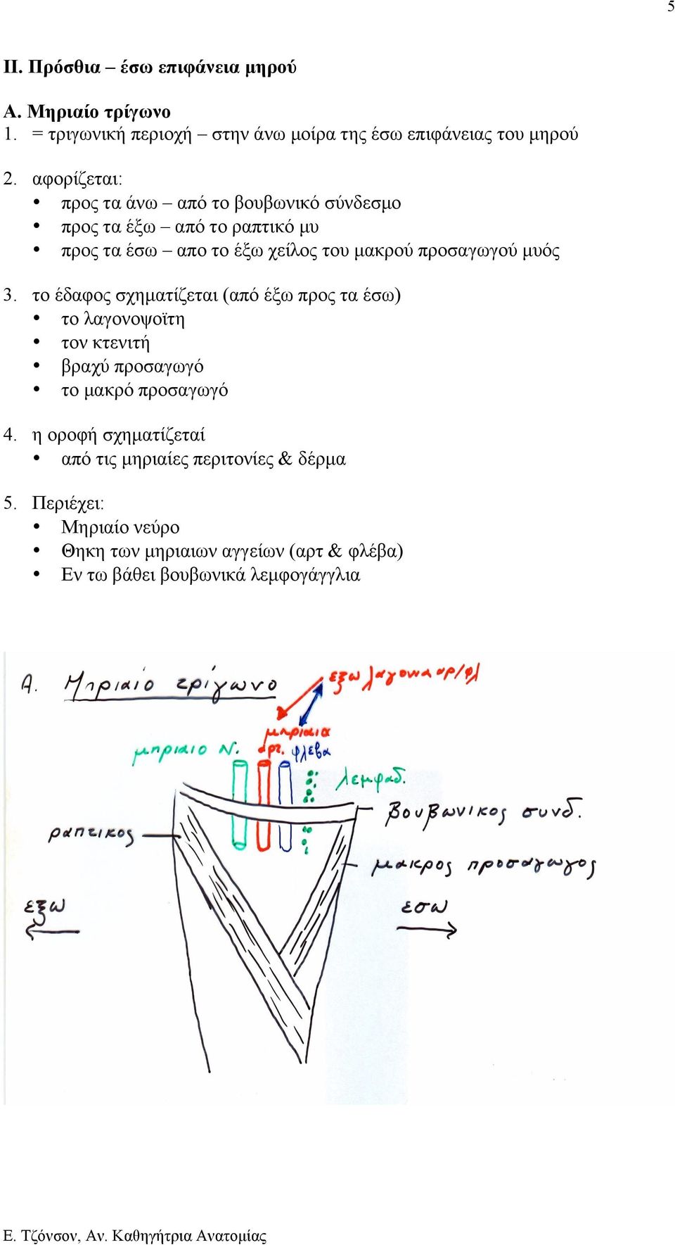 το έδαφος σχηµατίζεται (από έξω προς τα έσω) το λαγονοψοϊτη τον κτενιτή βραχύ προσαγωγό το µακρό προσαγωγό 4.