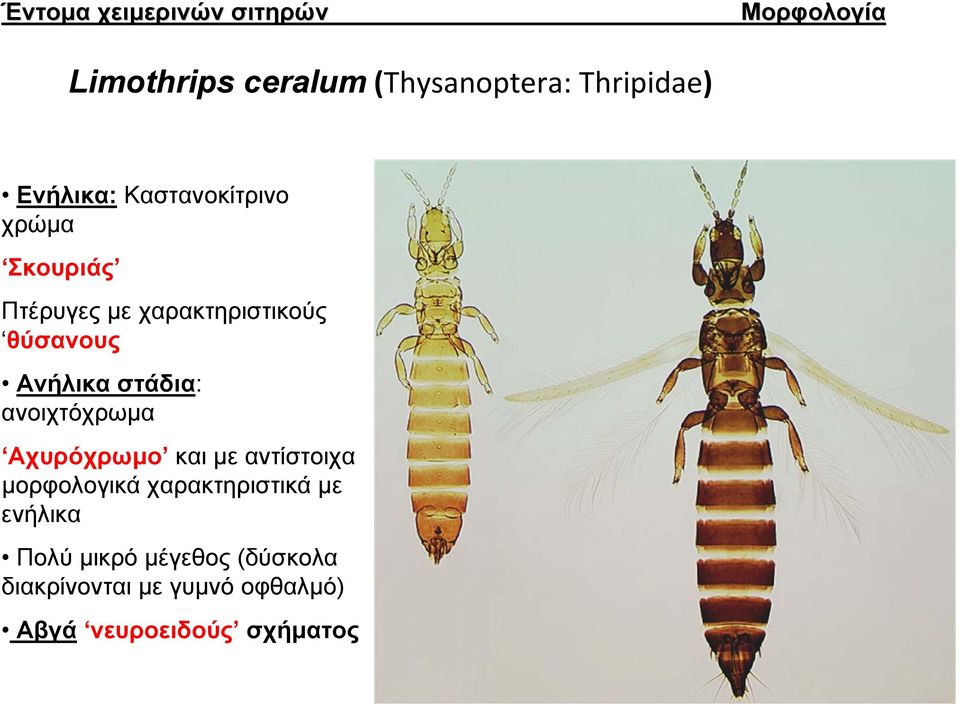 στάδια: ανοιχτόχρωμα Αχυρόχρωμο και με αντίστοιχα μορφολογικά χαρακτηριστικά με