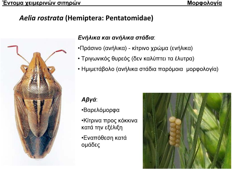 Τριγωνικός θυρεός (δεν καλύπτει τα έλυτρα) Ημιμετάβολο (ανήλικα στάδια παρόμοια