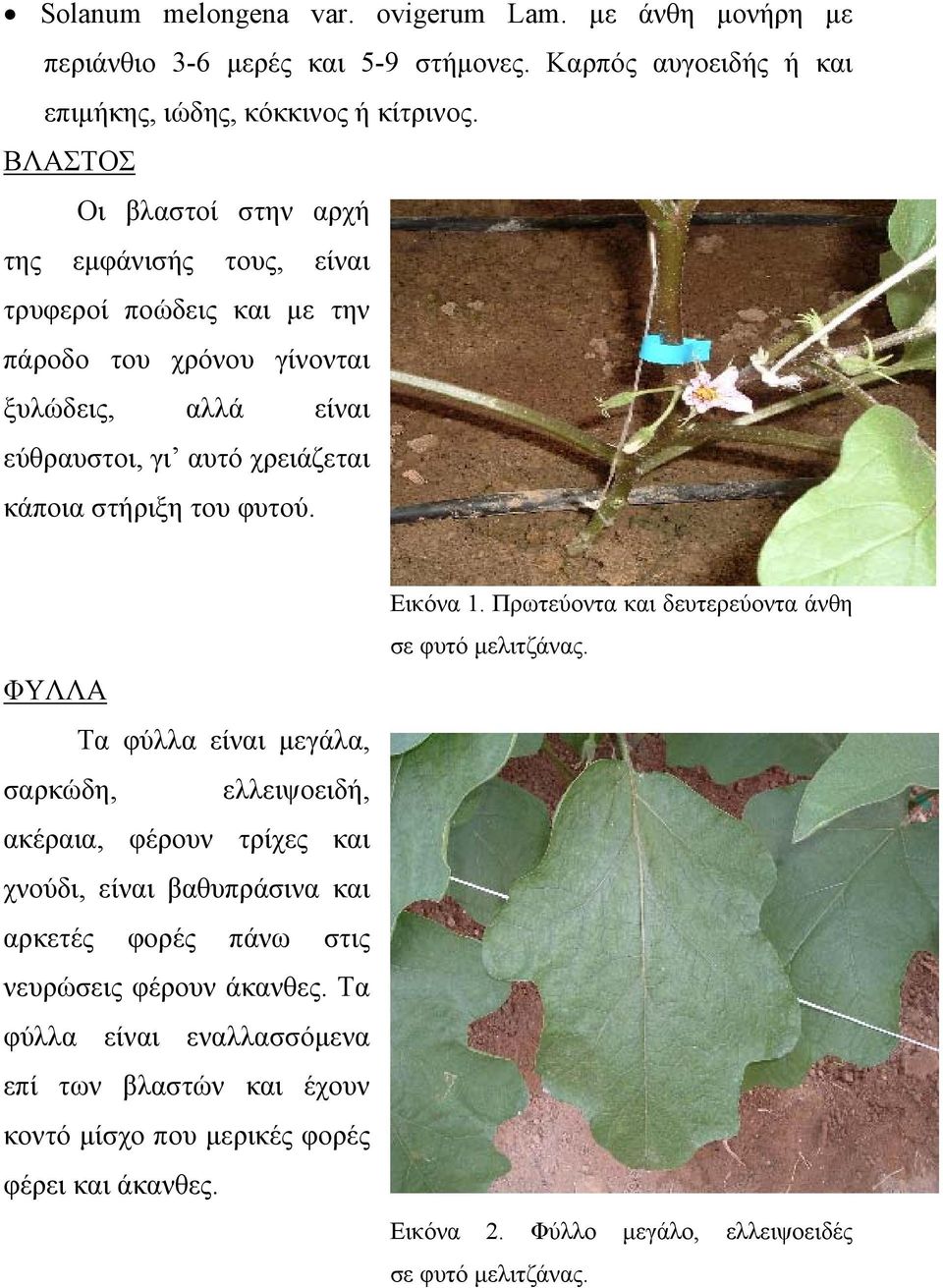 φυτού. ΦΥΛΛΑ Τα φύλλα είναι µεγάλα, σαρκώδη, ελλειψοειδή, ακέραια, φέρουν τρίχες και χνούδι, είναι βαθυπράσινα και αρκετές φορές πάνω στις νευρώσεις φέρουν άκανθες.