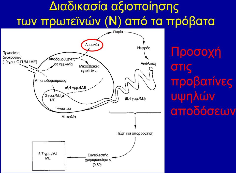 τα πρόβατα Προσοχή στις