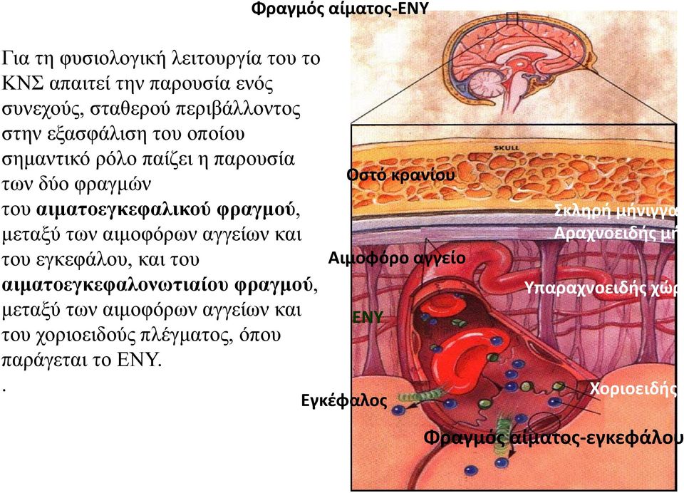αιμοφόρων αγγείων και του εγκεφάλου, και του Αιμοφόρο αγγείο αιματοεγκεφαλονωτιαίου φραγμού, μεταξύ των αιμοφόρων αγγείων και ΕΝΥ του