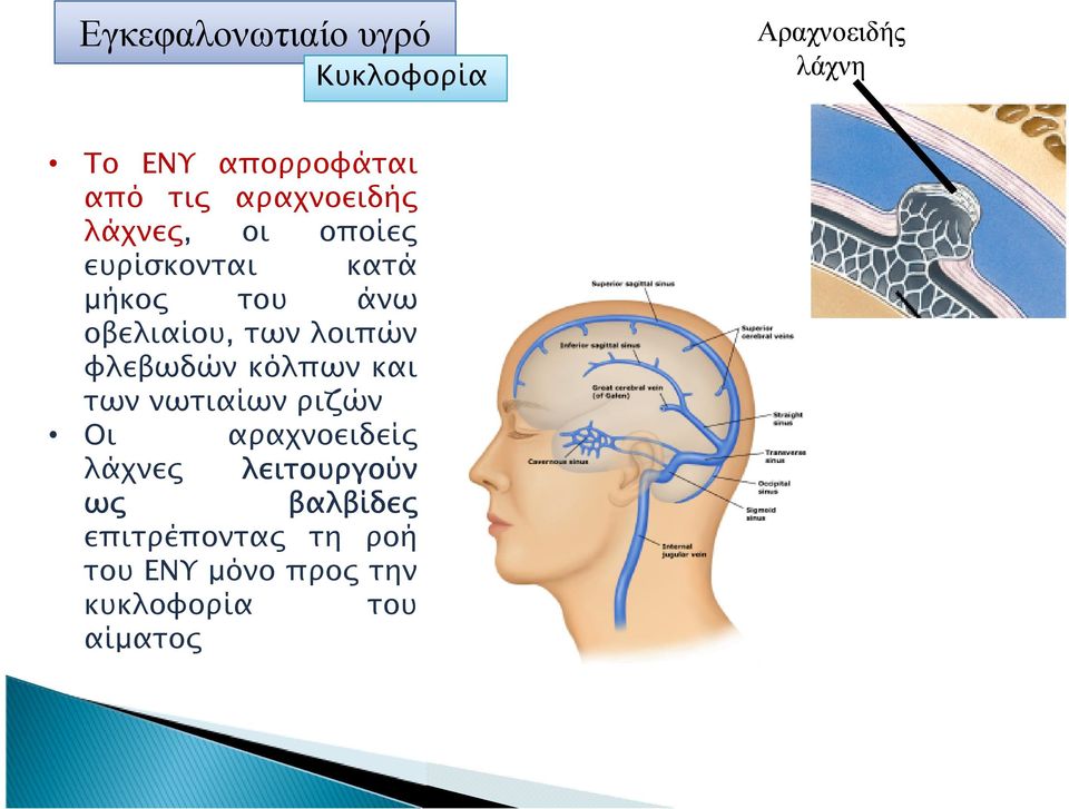 φλεβωδών κόλπων και των νωτιαίων ριζών Οι αραχνοειδεί λάχνε