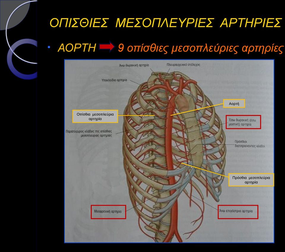 αρτηρίες Αορτή Οπίσθια