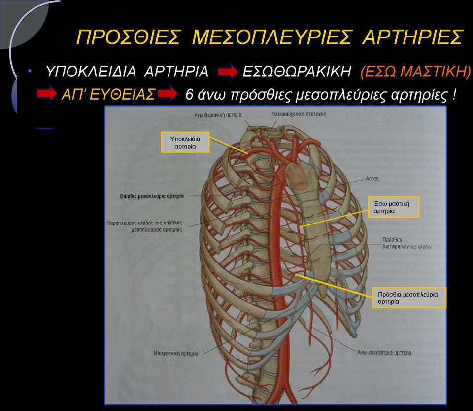 άνω πρόσθιες μεσοπλεύριες αρτηρίες!