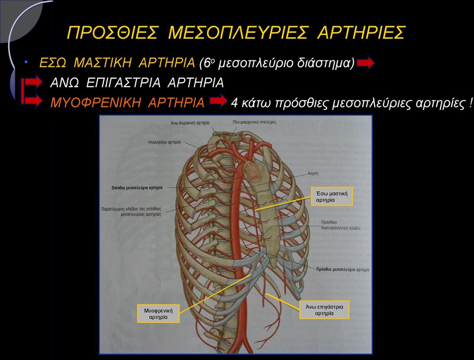 ΜΥΟΦΡΕΝΙΚΗ ΑΡΤΗΡΙΑ 4 κάτω πρόσθιες μεσοπλεύριες