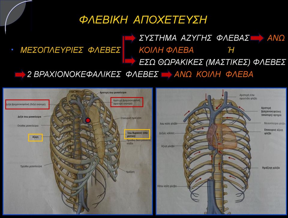 ΦΛΕΒΑ Ή ΕΣΩ ΘΩΡΑΚΙΚΕΣ (ΜΑΣΤΙΚΕΣ)