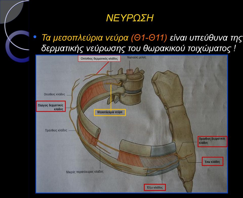 δερματικής νεύρωσης του θωρακικού