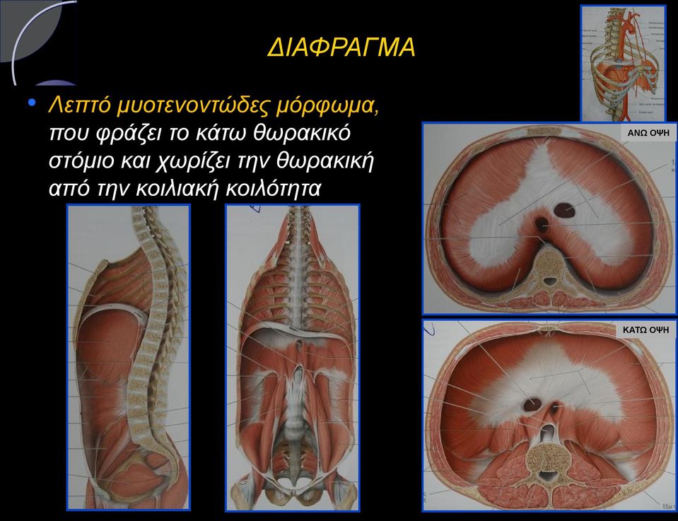 θωρακικό στόμιο και χωρίζει την