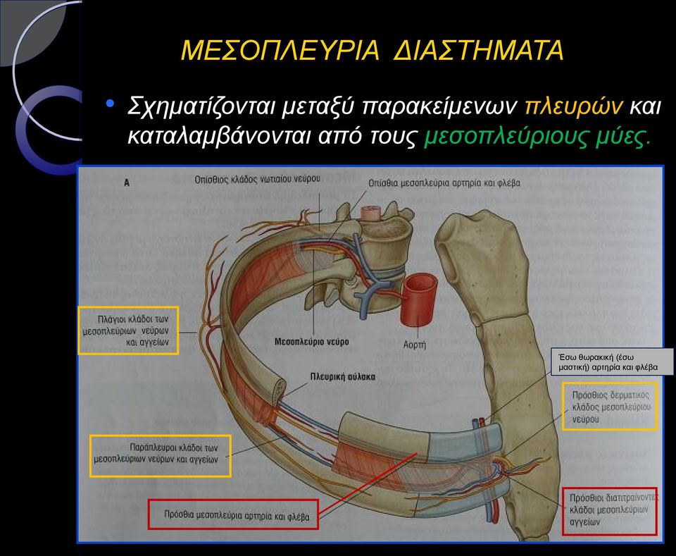 καταλαμβάνονται από τους μεσοπλεύριους