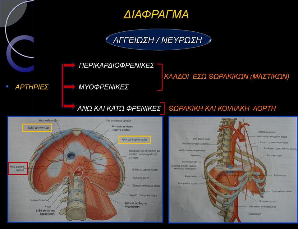 ΘΩΡΑΚΙΚΩΝ (ΜΑΣΤΙΚΩΝ) ΑΡΤΗΡΙΕΣ