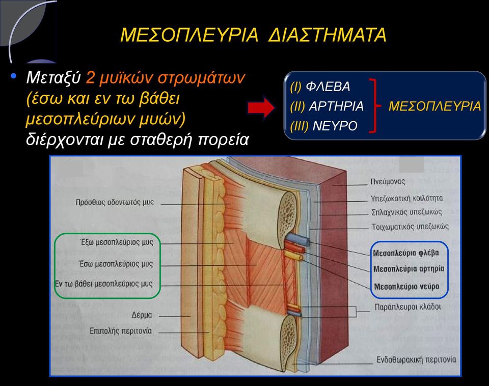 μεσοπλεύριων μυών) διέρχονται με σταθερή