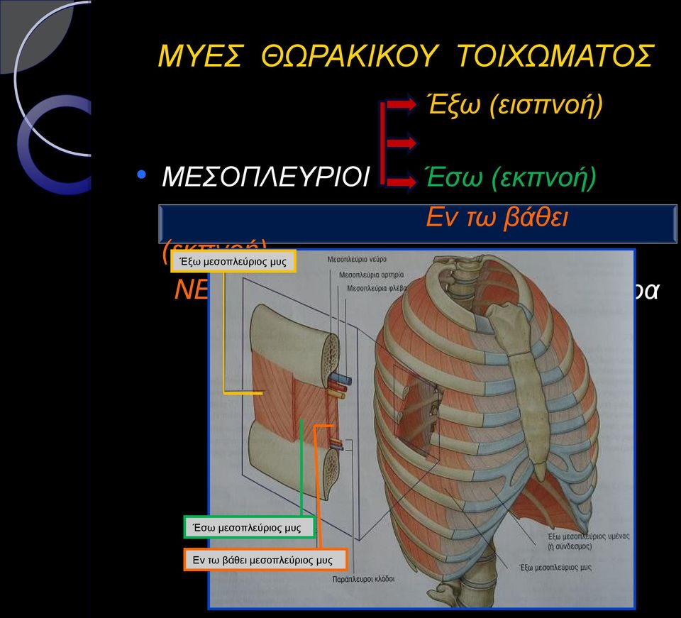 ΝΕΥΡΩΣΗ: Θ1-Θ11 μεσοπλεύρια νεύρα Έξω