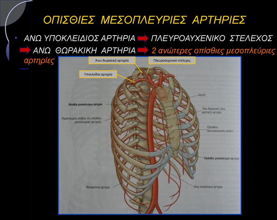 αρτηρία Υποκλείδια αρτηρία ΠΛΕΥΡΟΑΥΧΕΝΙΚΟ ΣΤΕΛΕΧΟΣ