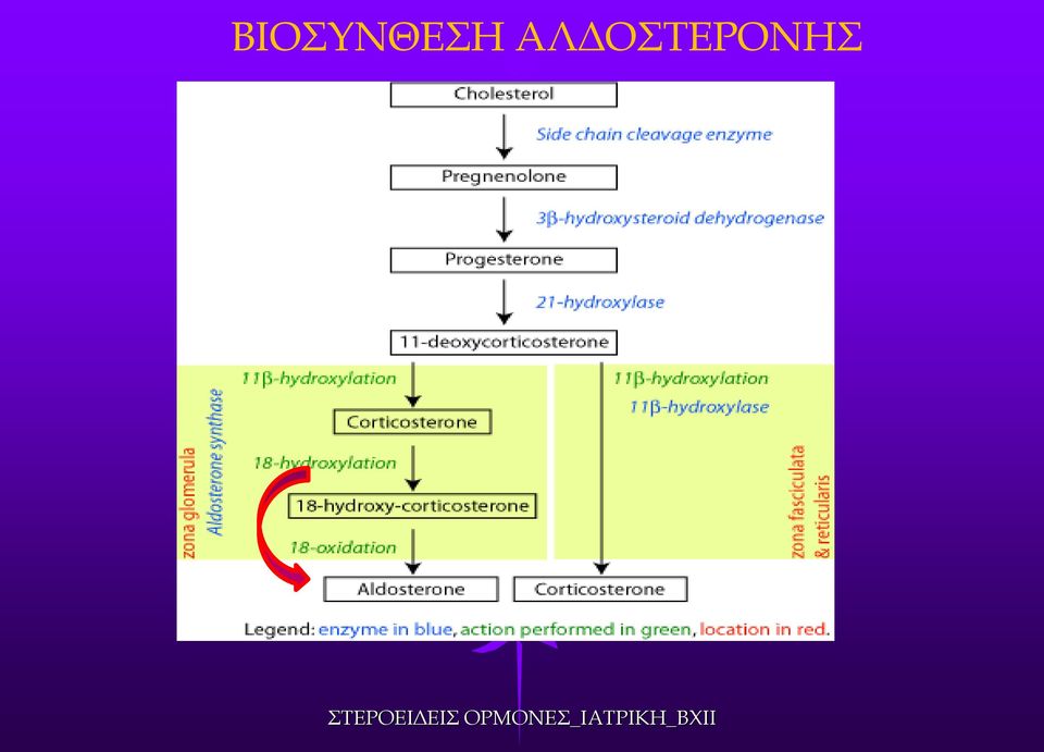 ΣΤΕΡΟΕΙΔΕΙΣ