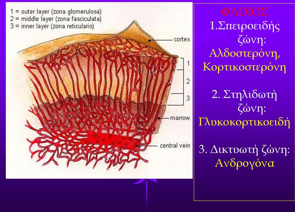 Αλδοστερόνη, Κορτικοστερόνη 2.