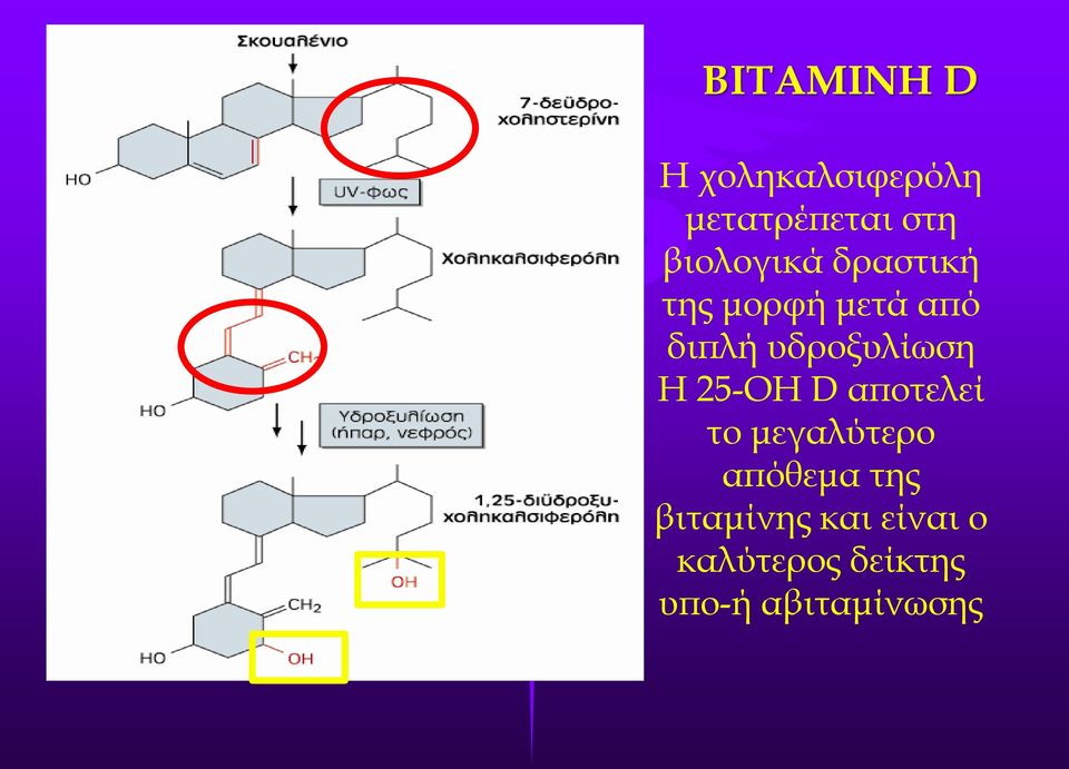 υδροξυλίωση Η 25-ΟΗ D αποτελεί το μεγαλύτερο