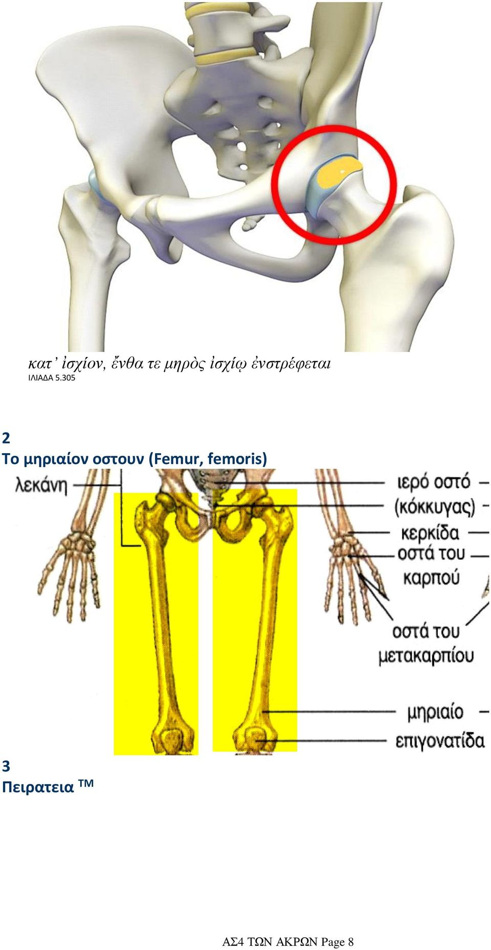 305 2 Το μηριαίον οστουν (Femur,