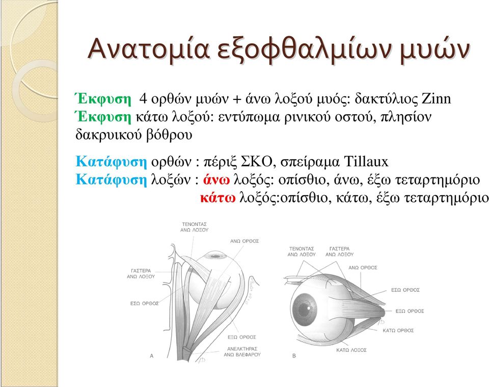 δακρυικού βόθρου Κατάφυση ορθών : πέριξ ΣΚΟ, σπείραµα Tillaux