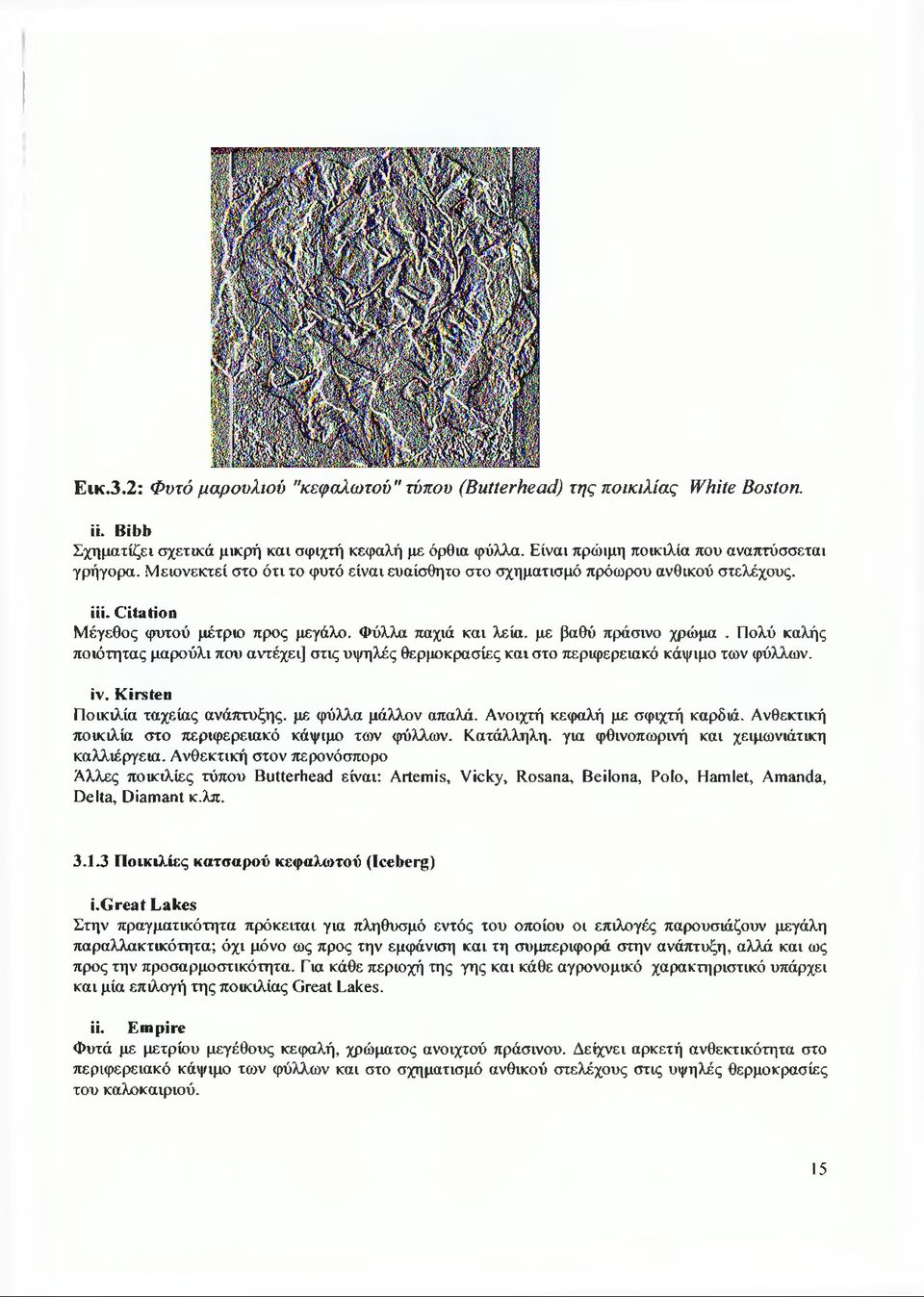 Πολύ καλής ποιότητας μαρούλι που αντέχει] στις υψηλές θερμοκρασίες και στο περιφερειακό κάψιμο των φύλλων. iv. Kirsten Ποικιλία ταχείας ανάπτυξης, με φύλλα μάλλον απαλά.