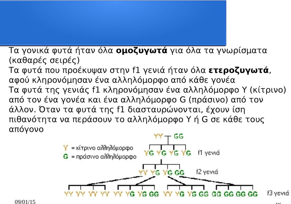 κληρονόμησαν ένα αλληλόμορφο Y (κίτρινο) από τον ένα γονέα και ένα αλληλόμορφο G (πράσινο) από τον άλλον.