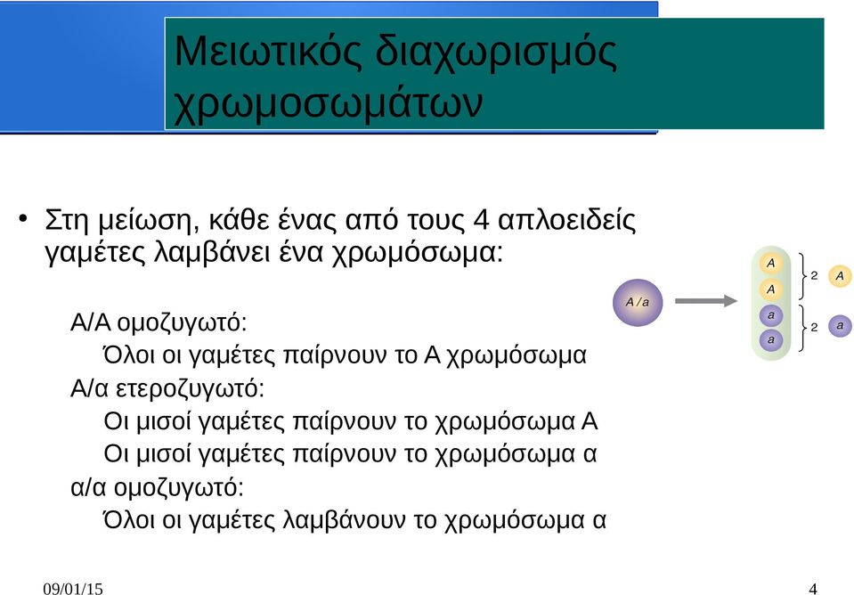 χρωμόσωμα Α/α ετεροζυγωτό: Οι μισοί γαμέτες παίρνουν το χρωμόσωμα Α Οι μισοί