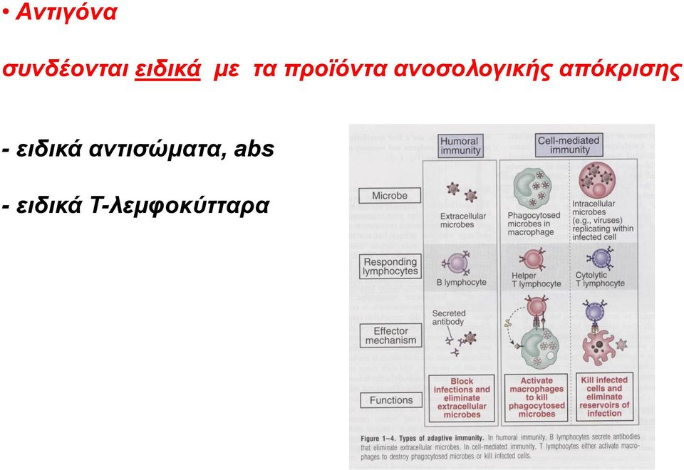 απόκρισης - ειδικά