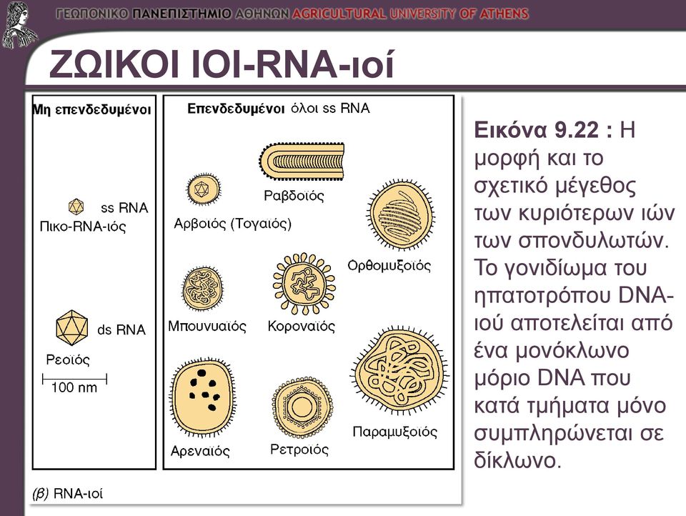 των σπονδυλωτών.