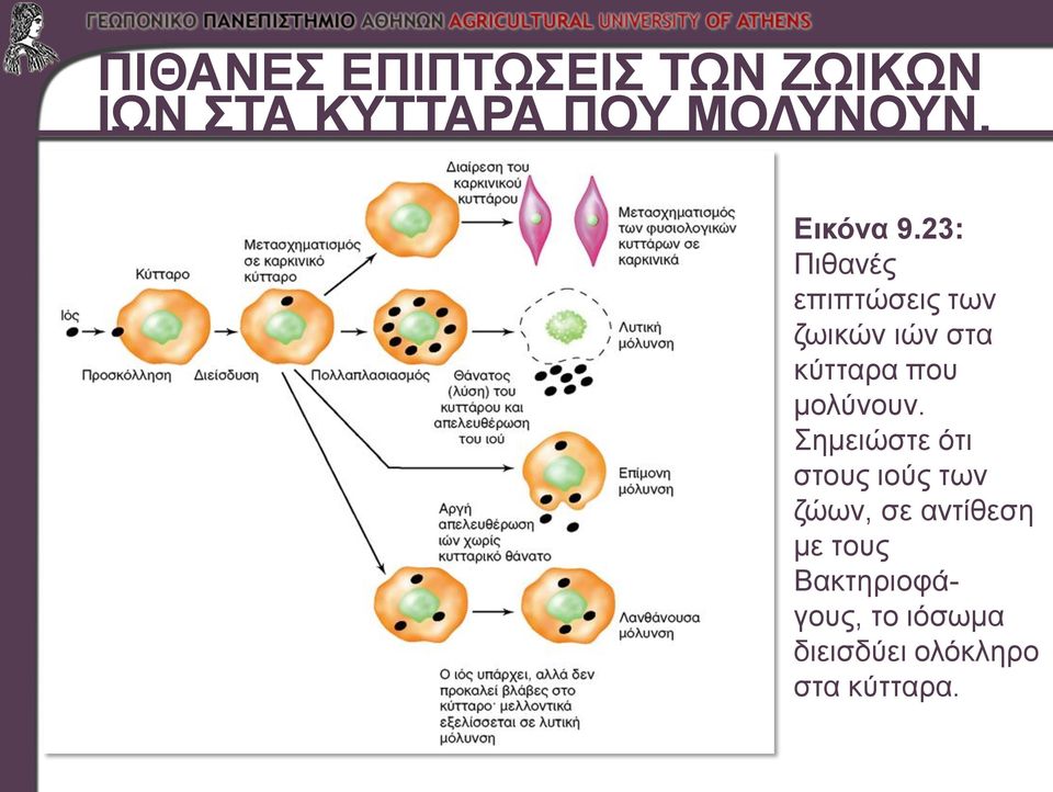 23: Πιθανές επιπτώσεις των ζωικών ιών στα κύτταρα που