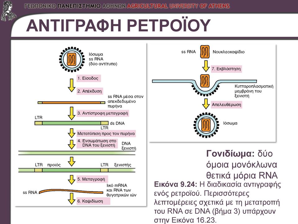 24: Η διαδικασία αντιγραφής ενός ρετροϊού.