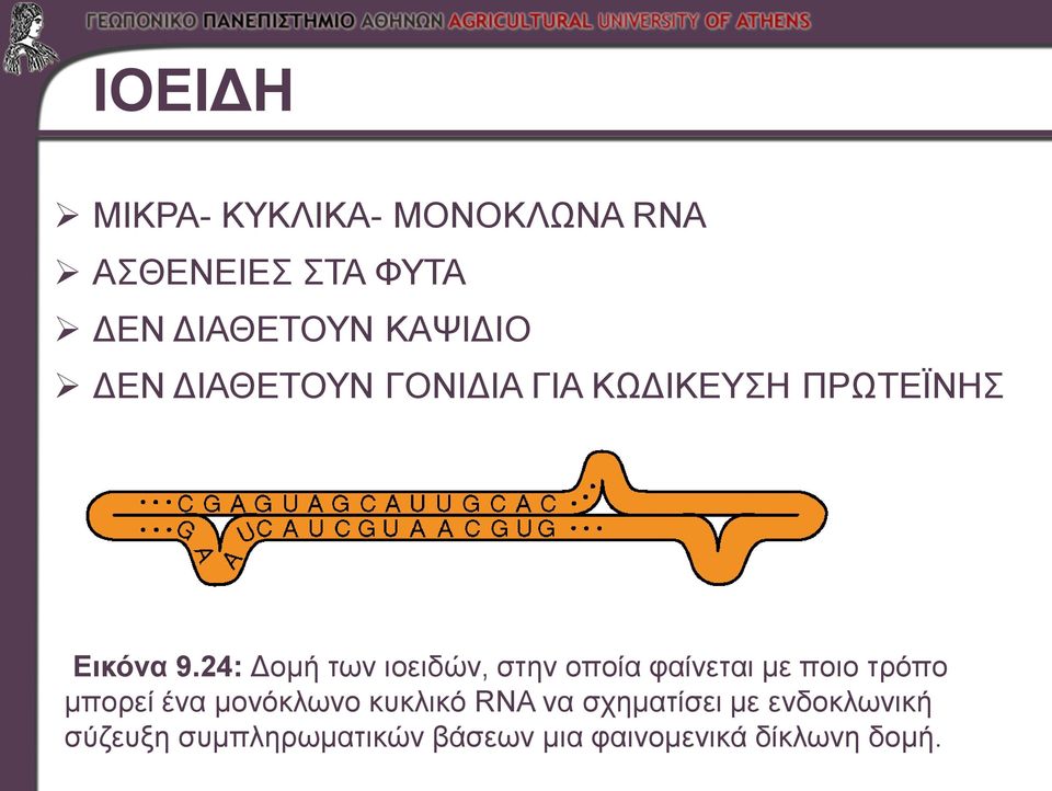 24: Δομή των ιοειδών, στην οποία φαίνεται με ποιο τρόπο μπορεί ένα μονόκλωνο