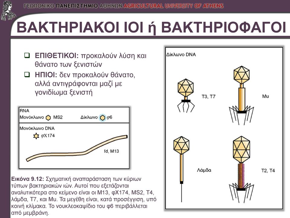 12: Σχηματική αναπαράσταση των κύριων τύπων βακτηριακών ιών.