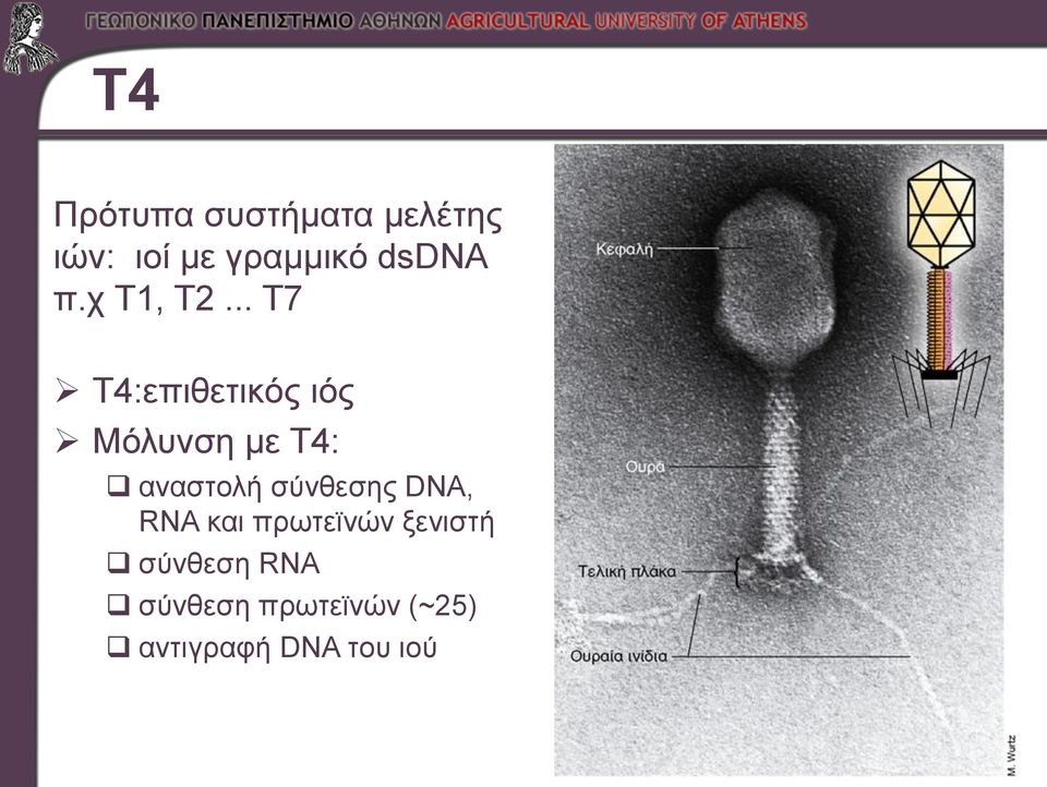 .. Τ7 Τ4:επιθετικός ιός Μόλυνση με Τ4: αναστολή