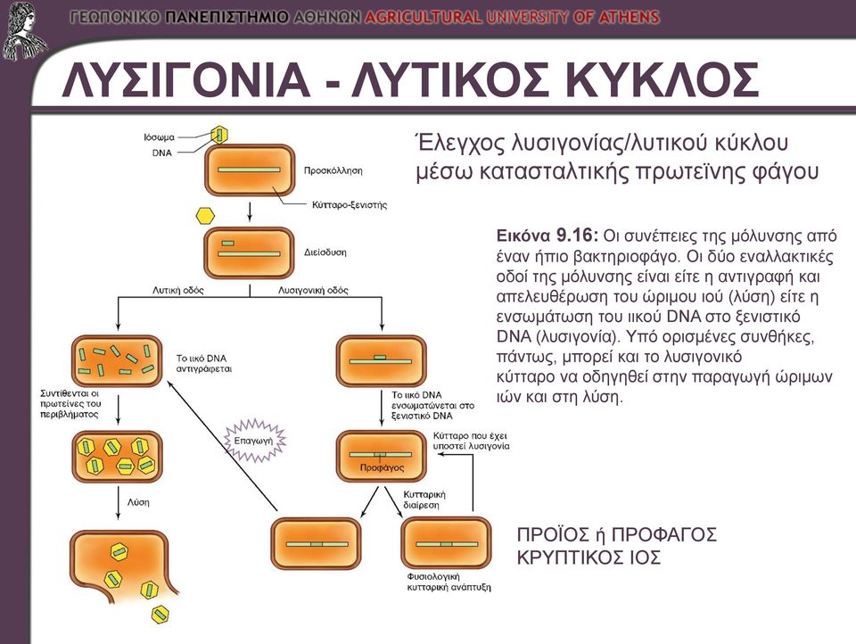 Οι δύο εναλλακτικές οδοί της μόλυνσης είναι είτε η αντιγραφή και απελευθέρωση του ώριμου ιού (λύση) είτε η ενσωμάτωση