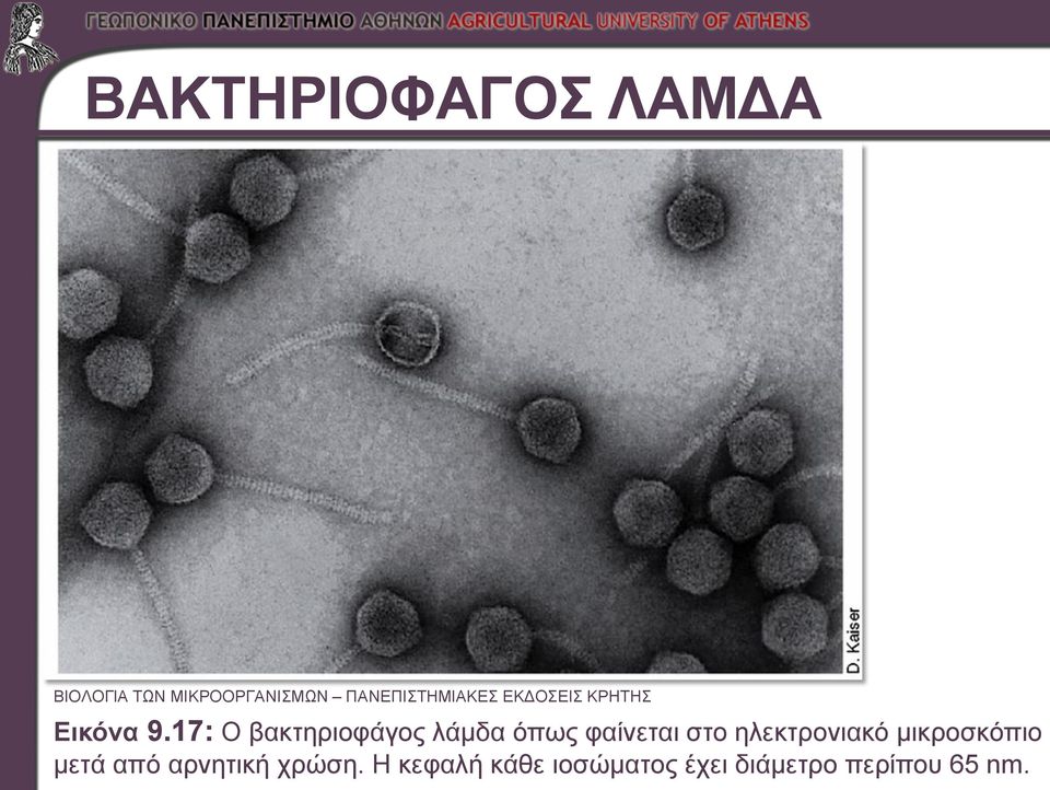 17: Ο βακτηριοφάγος λάμδα όπως φαίνεται στο ηλεκτρονιακό