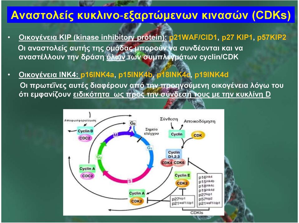 συµπλεγµάτων cyclin/cdk Οικογένεια INK4: p16ink4a, p15ink4b, p18ink4c, p19ink4d Οι πρωτεΐνες αυτές